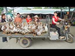 Use 3-wheeled Vehicle To Harvesting Many Ducks Goes To Countryside Market Sell | Free Bushcraft