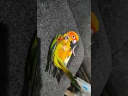 Super Tamed Parrot, Mango a Sun Conure #handtamedbirds #handtamedparrot #shorts