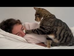 Cat Alarm Clock Wakes Its Human up With a Boop 😊 Funny Cat Video 2024