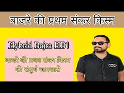 Hybrid Bajra HB1🔴 बाजरे की प्रथम संकर किस्म की संपूर्ण जानकारी || 1st hybrid variety of pearl millet