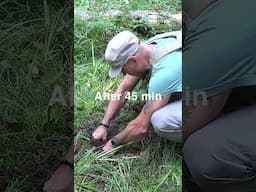 Collecting Groundwater Link to the whole Video in the description box #survival #bushcraft #camping