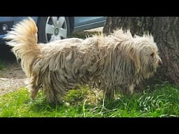 Matted Stray Dog Gets a New Haircut (You Won't Believe How She Looks Like After The Grooming)