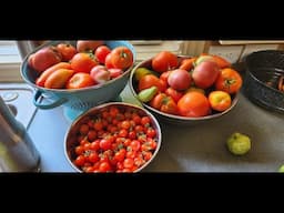 Over wintering tomatoes & tomatillo in place