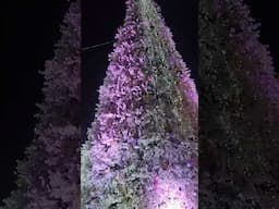 Nacimiento y arbol de navidad  en La Piedad Michoacan . 2022