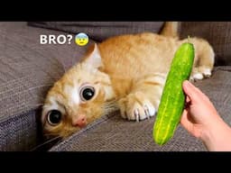 New Funny Animals 2024 | Cute and Funny Animals 2024 😍