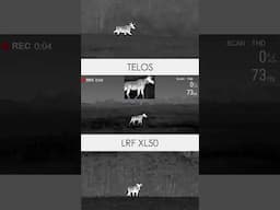 Every detail of moose captured through thermal? Leave it to Pulsar Telos LRF XL50. #pulsarvision