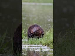 Itchy Beaver