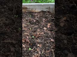 Fall Gardening in Canada