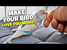 10 Must-Haves to Make Your Bird Love you MORE!