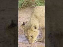 Lion Cub Quenching his thirst