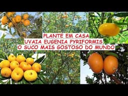 Já conhece Uvaia, o suco mais gostoso do mundo, plante uma em sua casa hoje mesmo!.