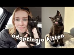 getting my kitten a best friend (adoption vlog)