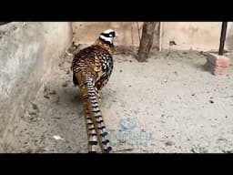 Reeve's Pheasant - Longest Tail Pheasant | Most Beautiful Tail Bird