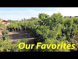 Our Favorite Nurseries + Q&A  | The Desert Farmer Podcast -  Episode 37