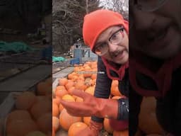 So many pumpkins 👀🎃