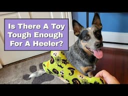 Is There A Toy Tough Enough For A Heeler? ~ Toys For Your Australian Cattle Dog ~