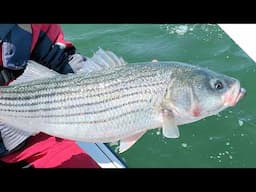 Top Water Striper Fishing - Windy conditions, Buzzards Bay