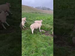 Brilliant Scottish sheepdog