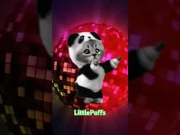 Dancing Cat Videos ! #cat #gatos #catlover  #gatitolindo  #dance - cat dance