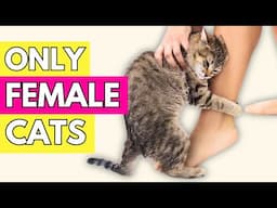 Super Weird Things Only FEMALE Cats Do For Their Owners & Why