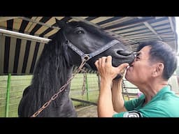 How to replace the beautiful Fresian horse hooves - Professional Farrier