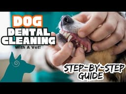 How To Keep your Dog CALM during a Dental Cleaning!