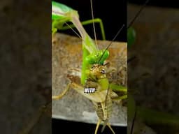 What Makes Praying Mantises Nature' s Ultimate Assassins? #shorts #prayingmantis