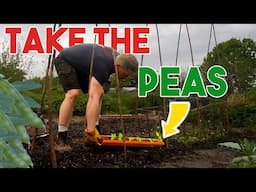 Easy PEAsy Planting Method. Transforming a Neglected Allotment Part 6