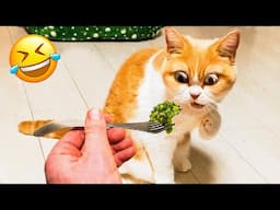 Funny Cat And Dog Videos 😅 - Cutest Animal Videos 2024  😇