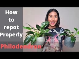 Philodendron birkin repotting and care tips | Basic things you need to know about philodendron