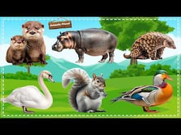 Discover the Fascinating World of Animal Sounds: Otter, Hippo, Swan, Squirrel, Duck, Armadillo