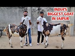 India’s Biggest Goat Gujri Breed At Amjad Goat’s Jaipur