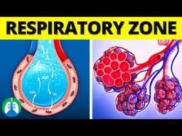 What is the Respiratory Zone of the Lungs?