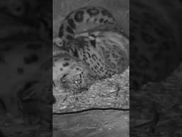 Sleepy Snow Leopard Cuddles