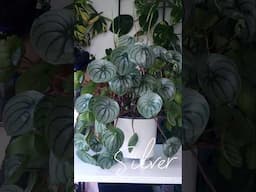 Stunning Watermelon Peperomia plant growing Without Soil