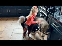 Adorable Little Girl Breaks Up Dog Play Fight