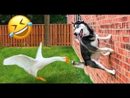 Funny Animal Videos 2024😂 - Funniest Dog and Cat Videos of all Time🐶😺💯