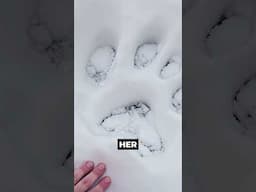 Huge Wolf Prints Found Outside Remote Cabin #shorts