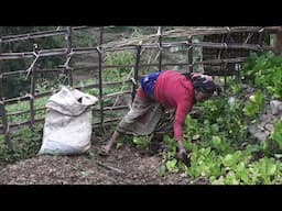 Farming area of Nepali farmer || Organic village life