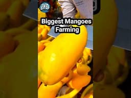 बहुत बड़े आम की खेती Biggest Mangoes Farming #mango  #farming  #youtube