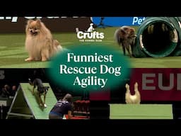 Adorable Pups Take on Agility 🐶