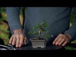 Starting out with Bonsai for 5 USD?