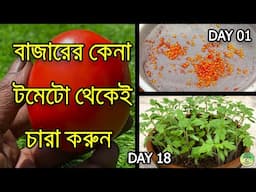 মাত্র ৬ দিনে টমেটোর বীজ থেকে চারা করুন / How to grow Tomato from Seeds / roof gardening