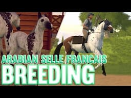 Breeding NEW Horse Breeds | Rival Stars Arabian And Selle Francais