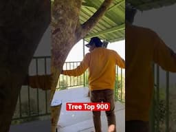 Tree Top 900 Kandi | Wayanad P10 #shorts