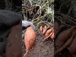 Fun Sweet Potato Harvest #shorts #gardening #viralvideo #home #food #fruit