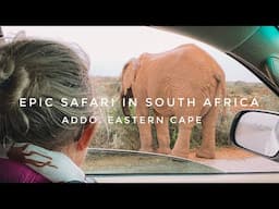 First Time Safari In Addo Elephant National Park | Minimoon Ep.4