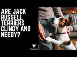 Are Jack Russell Terriers Clingy and Needy? (Do They Need Constant Attention?)