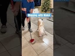 Mopping our floors with Mako! 🫧🧽#cleaning #mopping #floorcleaning #cleanwithme #funnydogs