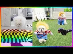 Funny and Cute Dog Pomeranian 😍🐶| Funny Puppy Videos #391